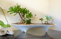 succulent planter